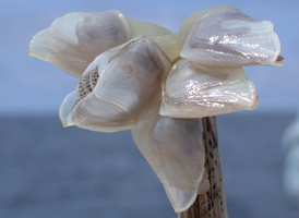 Buoy Barnacle